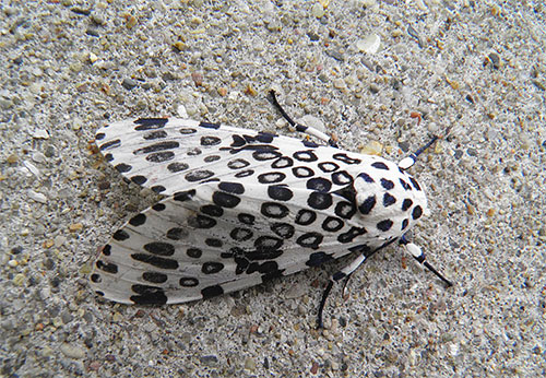 Leopard moljac
