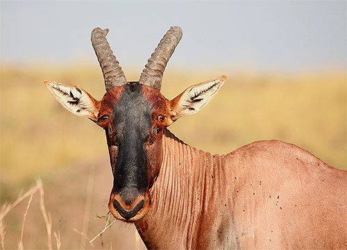 Ulat rama-rama Ceratophaga vastella mampu menggigit tanduk antelop Afrika dari dalam.