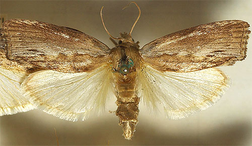 Fotografia prezintă un fluture de molie de ceară 