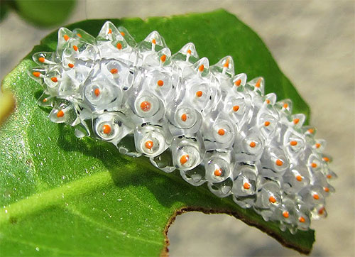 Tato housenka, která vypadá jako shluk malých krystalů, je také larvou můry (Acraga Coa z čeledi Dalcerid)