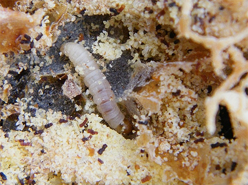 Fotografia prezintă o omidă de molii alimentare căreia îi place să mănânce cereale și făină în bucătărie.