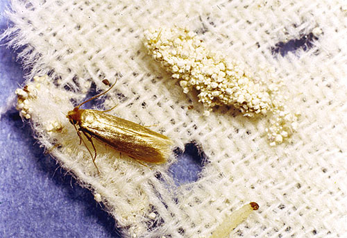 Leptir odjevnog moljca i njegova gusjenica na oštećenoj tkanini