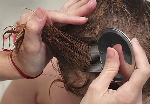 După tratarea capului cu un spray, păduchii și lendinile trebuie pieptănate cu grijă cu un pieptene. 