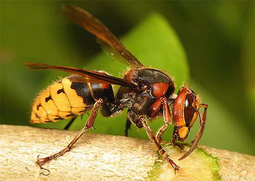 De foto toont een Europese hoornaar.