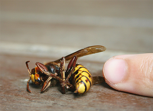 Over het algemeen vallen horzels in de Europese regio minder vaak een persoon aan dan wespen of bijen.
