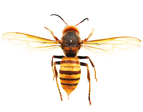 Foto van een gigantische Aziatische hoornaar