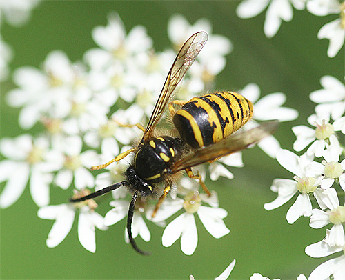 Spesso le vespe ordinarie possono essere scambiate per calabroni.