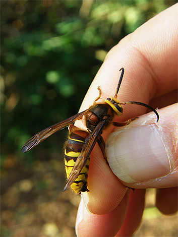 Zelfs de beet van een Europese hoornaar kan erg gevaarlijk zijn voor een persoon die vatbaar is voor allergieën voor insectensteken.