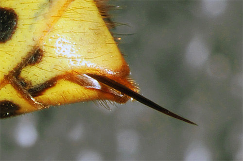 Hornet-gif heeft een complex effect op het menselijk lichaam vanwege de samenstellende gifstoffen.