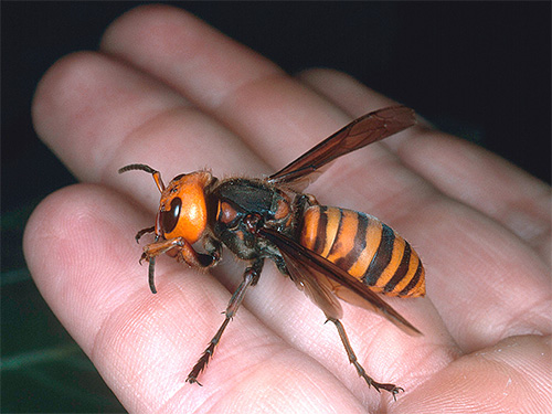 Na te zijn gebeten door een Aziatische hoornaar (getoond op de foto), ontwikkelt een persoon naast acute pijn ernstige zwelling van de weefsels die door het gif zijn aangetast