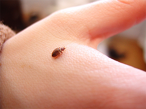 Bir apartman dairesindeki yatak böcekleri, sakinleri için gerçek bir sorun haline gelebilir ve ilk kez etkili bir çare yardımı ile bile parazitleri gidermek her zaman mümkün değildir.