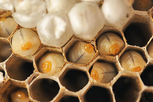 De toekomstige nakomelingen van horzels wachten op hun tijd in afgelegen honingraten