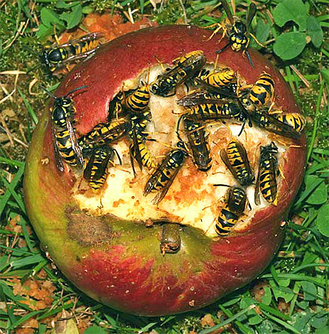 I calabroni adulti sono in grado di nutrirsi di frutti dolci, come le mele in decomposizione.