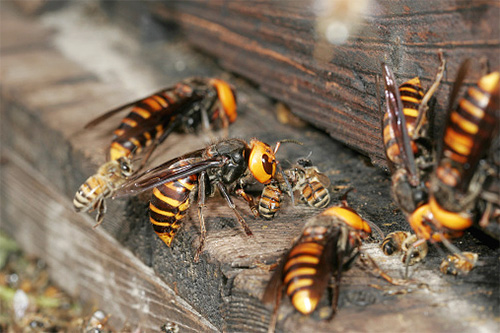 U opljačkanoj košnici medonosnih pčela stršljeni nalaze obilje hrane za sebe i svoje ličinke.