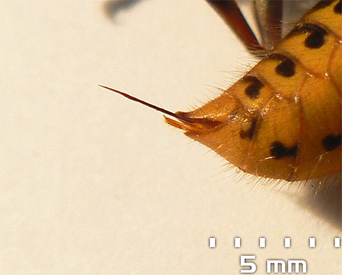 Hornets omoară de obicei alte insecte cu fălcile lor, iar înțepătura este folosită în principal pentru protecție.