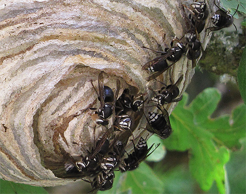 Overdag zijn er meestal niet al te veel hoornaars in het nest zelf.