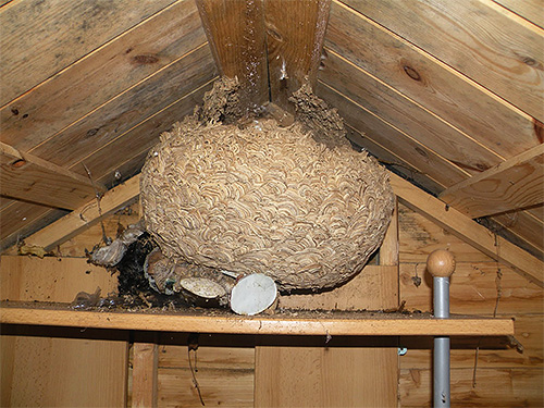 La începutul toamnei, cuibul de hornet poate ajunge deja la 1 metru în diametru.
