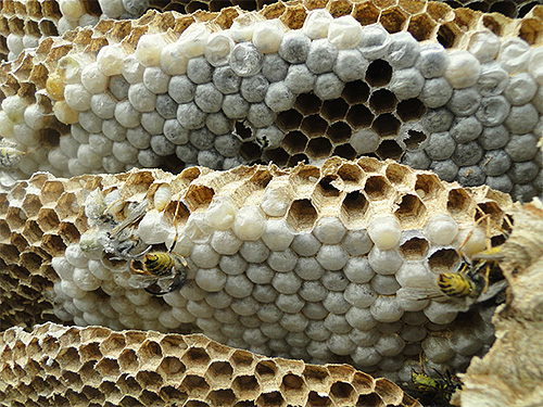 A képen a méhsejtben lévő darazsak méhe által lerakott tojások láthatók