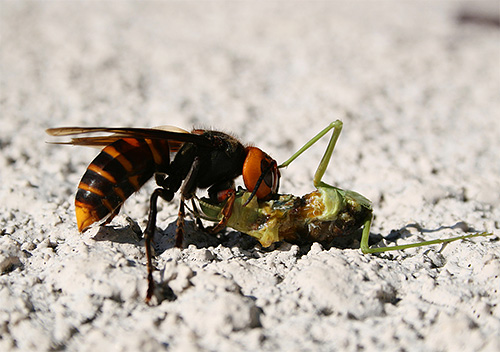 I calabroni sono predatori la cui dieta si basa su altri insetti.