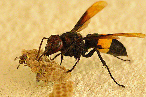 För biodlare är grannskapet till familjen bålgeting farligt eftersom dessa insekter gärna äter bin och deras bestånd.