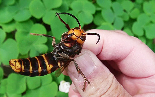 Gigantische Aziatische hoornaars leven in Azië, iets anders van kleur dan de Europese.
