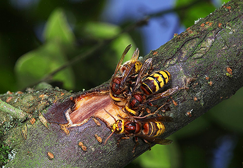 I calabroni sono in grado di rosicchiare fortemente la corteccia sui giovani alberi.