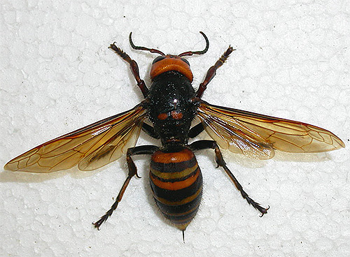 De Aziatische hoornaar is niet alleen gigantisch, maar ook erg gevaarlijk voor de mens.