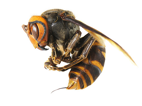 Aziatische hoornaars zijn veel gevaarlijker voor de mens dan hun Europese tegenhangers.