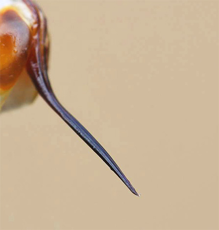 De foto toont een wespensteek