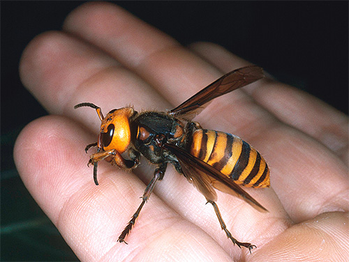Verkan av giftet från denna insekt kan leda till omedelbar anafylaktisk chock.