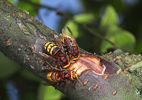 Hornets folosesc scoarța de copac mestecată pentru a construi cuiburi.