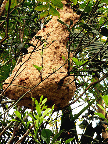 Nesten van de gigantische Aziatische hoornaar kunnen direct aan de boom worden gevonden