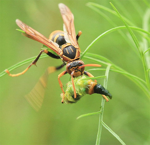 Tijdens de vlucht kan de gigantische Aziatische hoornaar op een kleine vogel lijken.