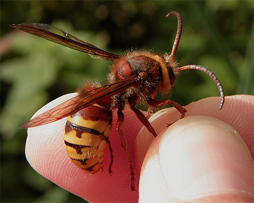 Aziatische hoornaars vormen een directe bedreiging voor de bijenteelt