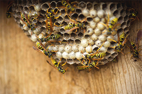 De foto toont een nest van gewone papieren wespen.