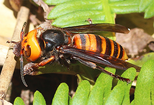 De enorme Japanse hoornaar Vespa mandarinia japonica komt niet voor op het vasteland