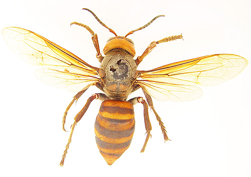 De kleur van de reuzenhorzel is kenmerkend voor alle wespen