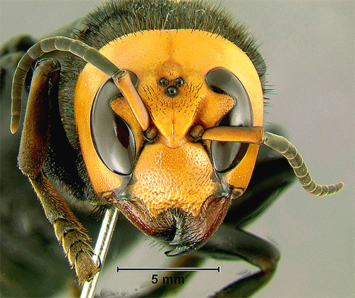 Een interessant kenmerk van de gigantische Aziatische hoornaar zijn de drie extra ogen op zijn kop.