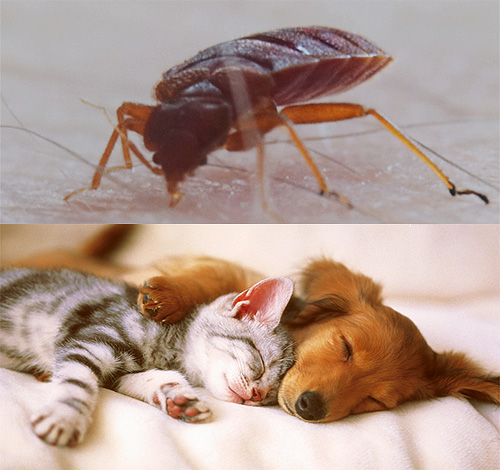침대 벌레는 일반적으로 동물을 물지 않지만 여기에는 몇 가지 중요한 뉘앙스가 있습니다 ...