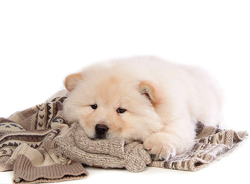 Gatti e cani hanno una lana troppo densa, che è difficile da superare per le cimici.