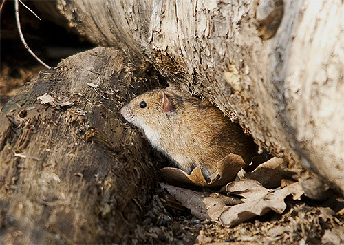 In natura, le cimici vivono nelle tane di roditori simili a topi.