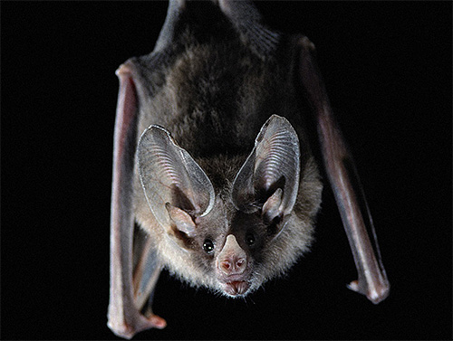 Štěnice mohou kousat netopýry, protože na jejich těle je mnoho oblastí, kterým chybí srst.