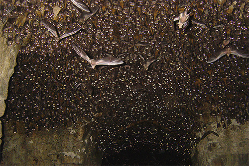 I grottorna där fladdermöss lever kan man ofta hitta vägglöss, eftersom alla förhållanden som är lämpliga för dem skapas här.
