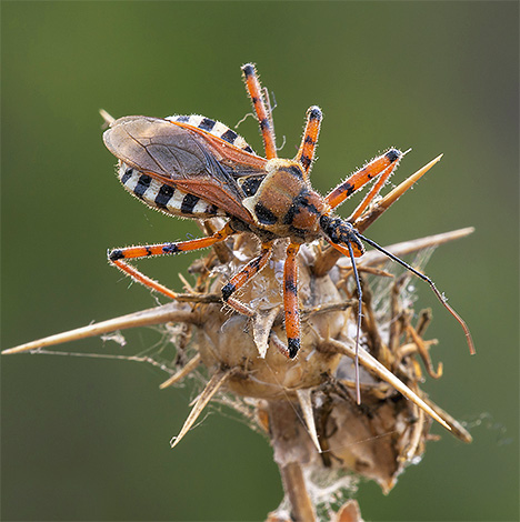 Predator bug close-up
