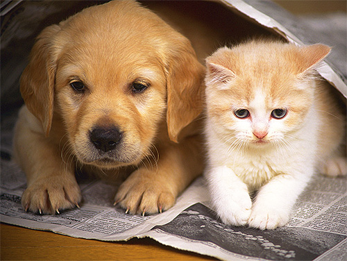 Bedwantsen kunnen huisdieren in een appartement gaan bijten als mensen het voor een lange tijd verlaten.