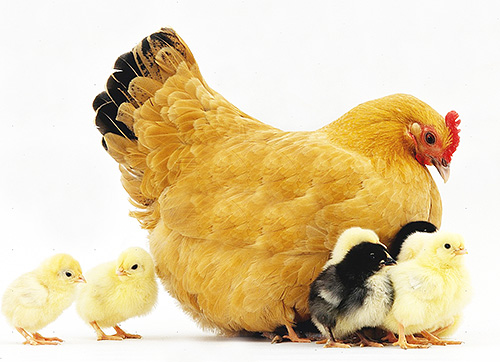 Le cimici sono in grado di mordere la pelle del pollame e sono particolarmente spesso parassiti dei polli.