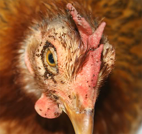 Kutu ayam yang menggigit burung mungkin disalah anggap sebagai pepijat oleh sesetengah orang