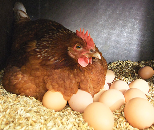 A causa della presenza di parassiti, le galline madri possono anche lasciare le loro grinfie.