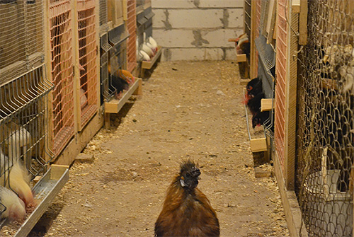 للتخلص من بق الفراش ، يتم إخراج الدجاج من حظيرة الدجاج ويتم معالجة الغرفة بالمبيدات الحشرية.