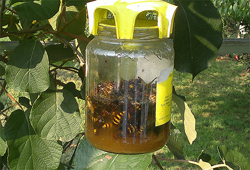 Và đây là một cái bẫy tự chế dành cho ong bắp cày và ong bắp cày, treo lơ lửng trên cây.